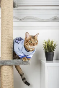 Adorable Bengal cat in a sweater on a scratching post