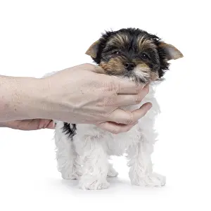 Adorable Biewer Terrier dog pup