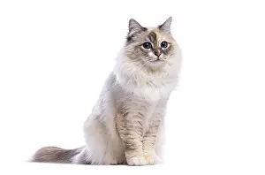 Adorable birman cat sitting and gazing upwards