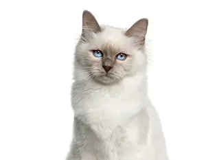 Adorable birman kitten sitting calmly and staring with captivating blue eyes