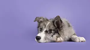 Adorable blue merle Border Collie dog puppy