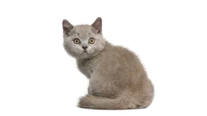 Adorable british shorthair kitten sitting and looking curiously over its shoulder against a white background
