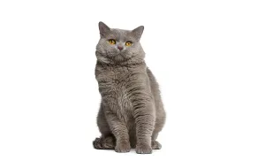 Adorable chartreux cat sitting and gazing upwards