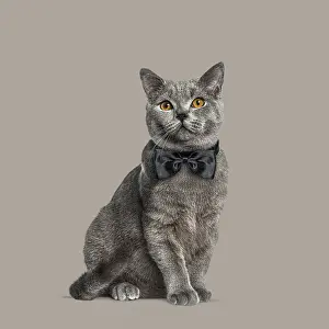 Adorable chartreux cat wearing a bow tie