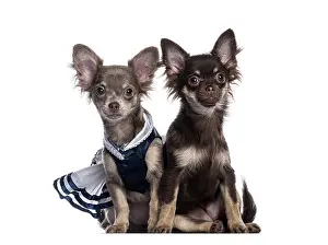 Two adorable chihuahua puppies sitting side by side against a white background