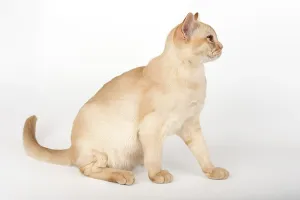 Adorable cream Burmese kitten full length