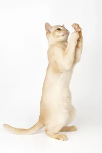 Adorable cream Burmese kitten full length