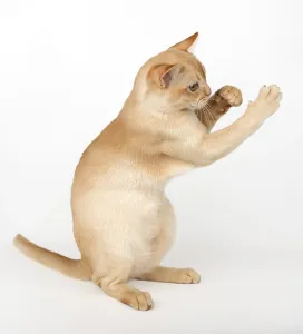 Adorable cream Burmese kitten full length