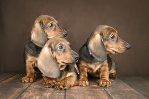 Three adorable dachshund puppies rest together on a dark