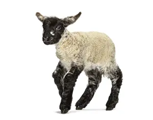 Adorable four days old lamb walking on a white background