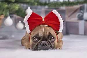Adorable French Bulldog dog with large red Christmas head ribbon lying down under Christmas tree with baubles
