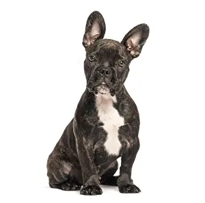 Adorable french bulldog puppy sitting and looking forward