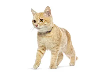 Adorable ginger kitten wearing a blue collar