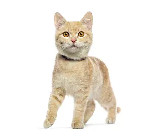 Framed Print : Adorable ginger kitten wearing a collar confidently walking forward against a white backdrop Framed Print : Adorable ginger kitten wearing a collar confidently walking forward against a white backdrop
