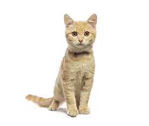 Adorable ginger kitten wearing a colorful collar