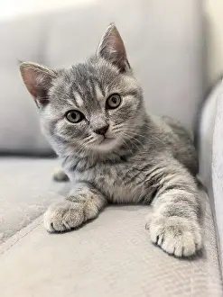 Adorable gray tabby kitten lounging comfortably on a sofa