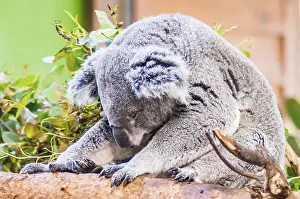 Adorable koala bear taking a nap sleeping