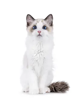 Adorable Ragdoll cat kitten sitting up facing front