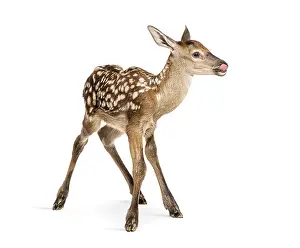 Adorable red deer fawn, cervus elaphus