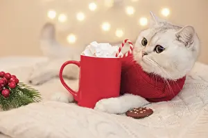 A adorable white cat in glasses and a red sweater