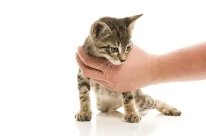 Adorable young cat in woman's hand