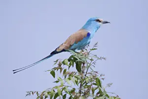 Adult abyssinian roller (Coracias abyssinica)