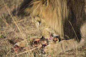 Adult, africa, african, animal