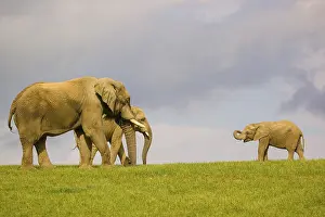 Two adult African elephants (Loxodonta africana) and a juvenile crossing a meadow