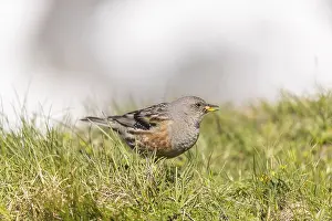One adult alpine accentor (Prunella collaris collaris) walking on grass