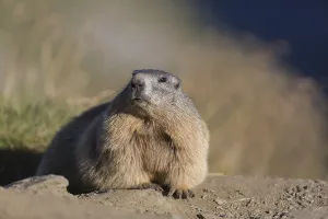 One adult Alpine Marmot, Marmota marmota