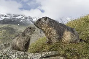 One adult Alpine Marmot, Marmota marmota