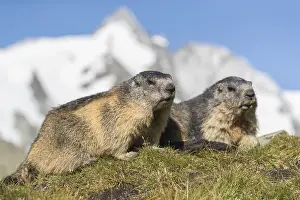 Two adult Alpine Marmot, Marmota marmota