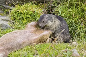 One adult Alpine Marmot, Marmota marmota