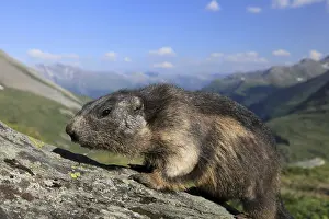 One adult Alpine Marmot, Marmota marmota