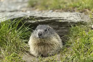 One adult Alpine Marmot, Marmota marmota