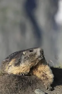 One adult Alpine Marmot, Marmota marmota