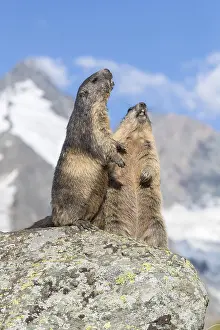 Two adult Alpine Marmot, Marmota marmota