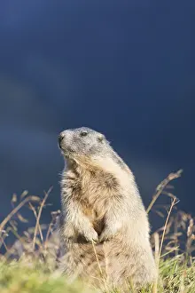 One adult Alpine Marmot, Marmota marmota