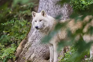 One adult Arctic wolf (Canis lupus arctos) standing in a forest