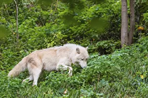 One adult Arctic wolf (Canis lupus arctos) walks through the green undergrowth of a forest on hilly ground