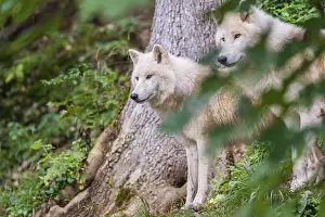 Two adult Arctic wolves (Canis lupus arctos) standing in a forest