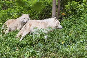 Two adult Arctic wolves (Canis lupus arctos) walk through the green undergrowth of a forest on hilly ground
