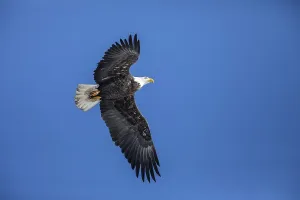 Adult bald eagle (Haliaeetus leucocephalus) flying under a blue sky