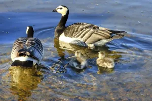 Two adult Barnacle geese, Branta leucopsis