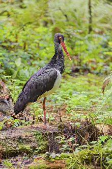 An adult black stork, Ciconia Nigra