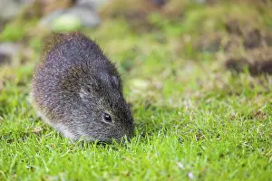 An adult Brazilian guinea pig (Cavia aperea) grazes on a green meadow