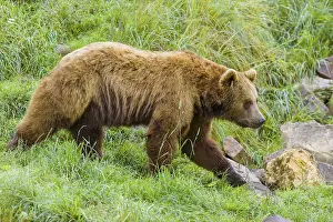 An adult brown bear (Ursus arctos arctos) walks across a green meadow