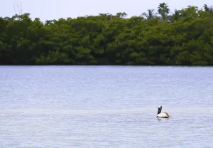 Adult Brown pelican swimming in Estero Bay in Fort Myers Beach