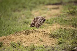 Adult Burrowing owl Athene cunicularia perched outside its burrow on Marco Island