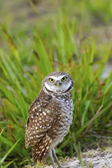 Framed Print : Adult Burrowing owl Athene cunicularia perched outside its burrow on Marco Island Framed Print : Adult Burrowing owl Athene cunicularia perched outside its burrow on Marco Island